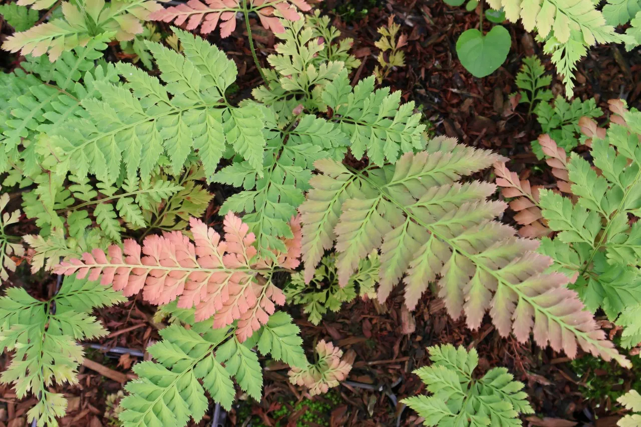 Arachniodes simulans : P9