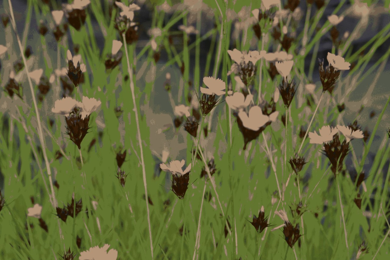 Dianthus carthusianorum : P9
