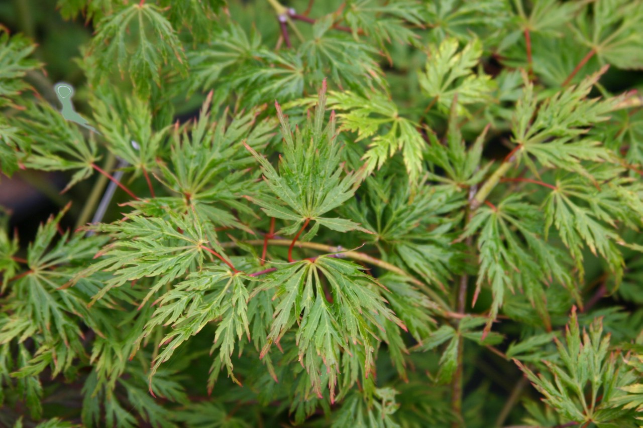 Acer palmatum 'Dissectum' acer-palmatum-dissectum