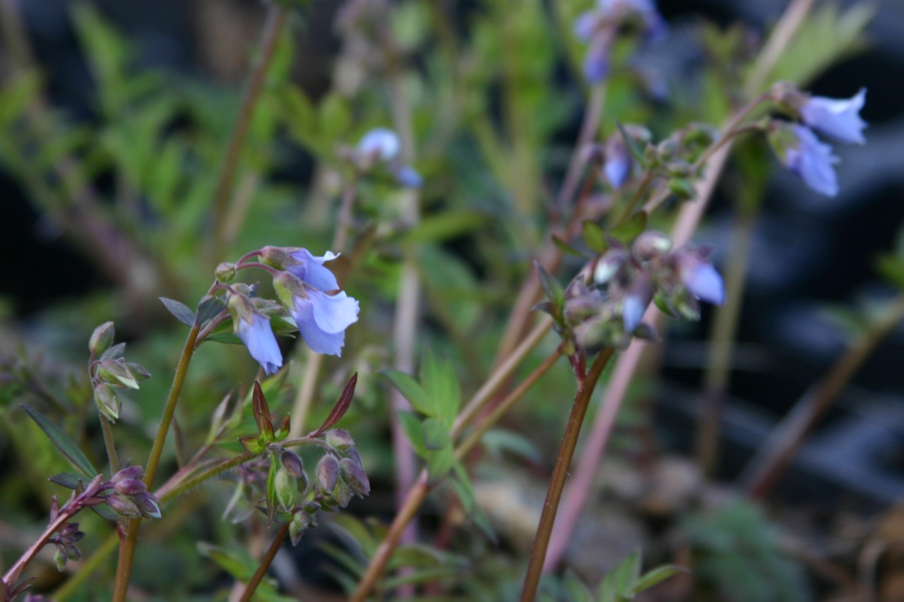 polemonium-reptans