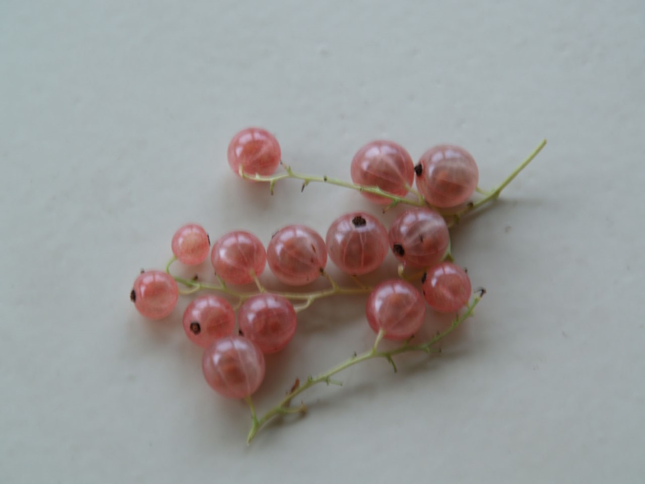 ribes-rubrum-pink-champagne