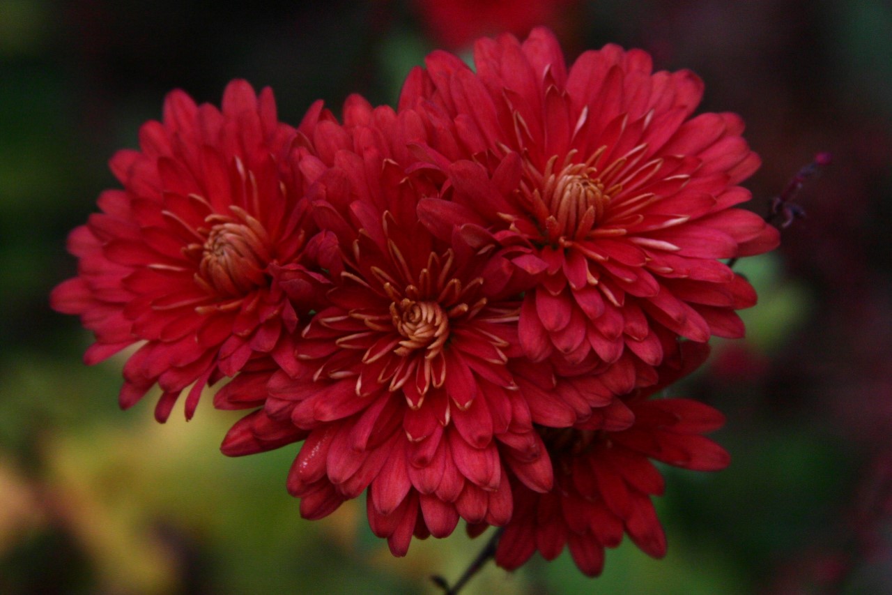 Chrysanthemum (R) 'Duchess of Edinburgh' : P9