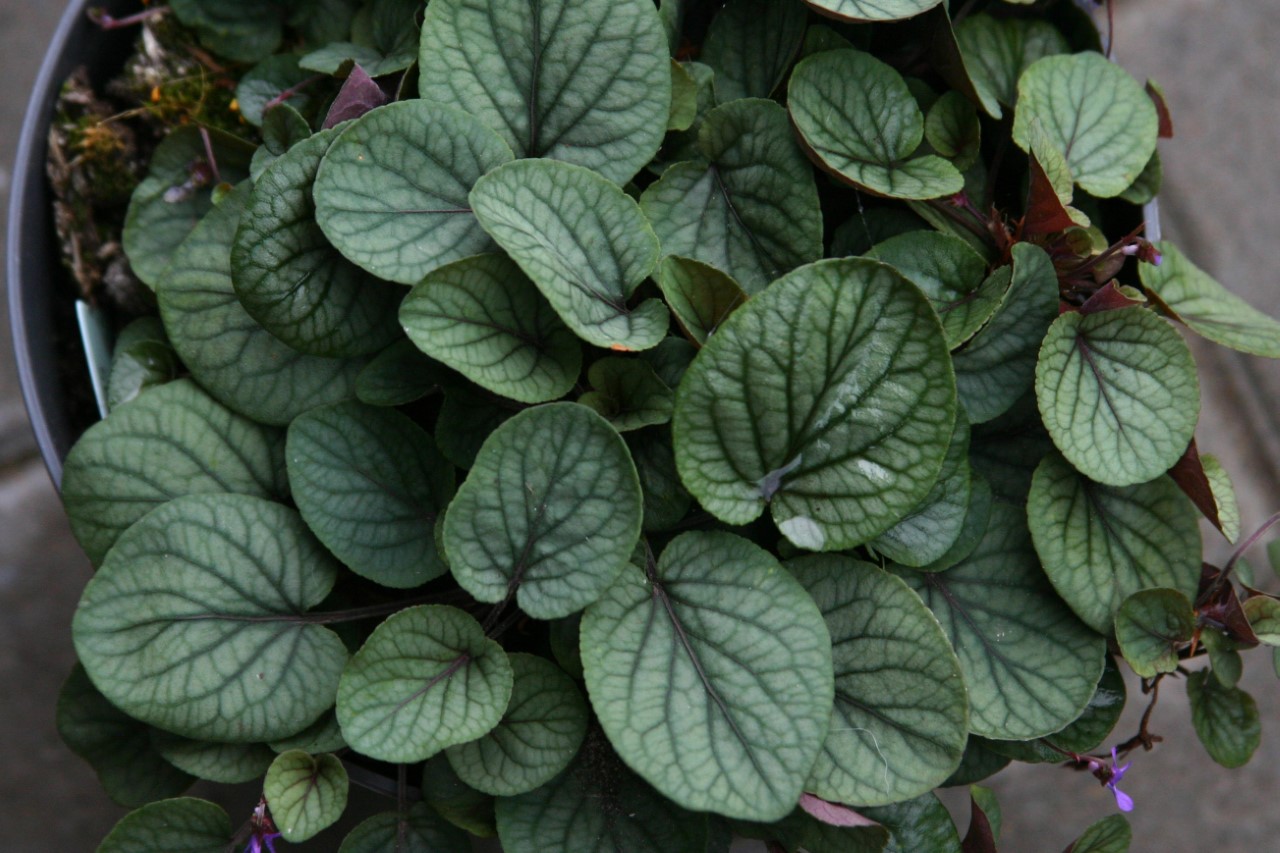 Viola walteri 'Silver Gem' : P9