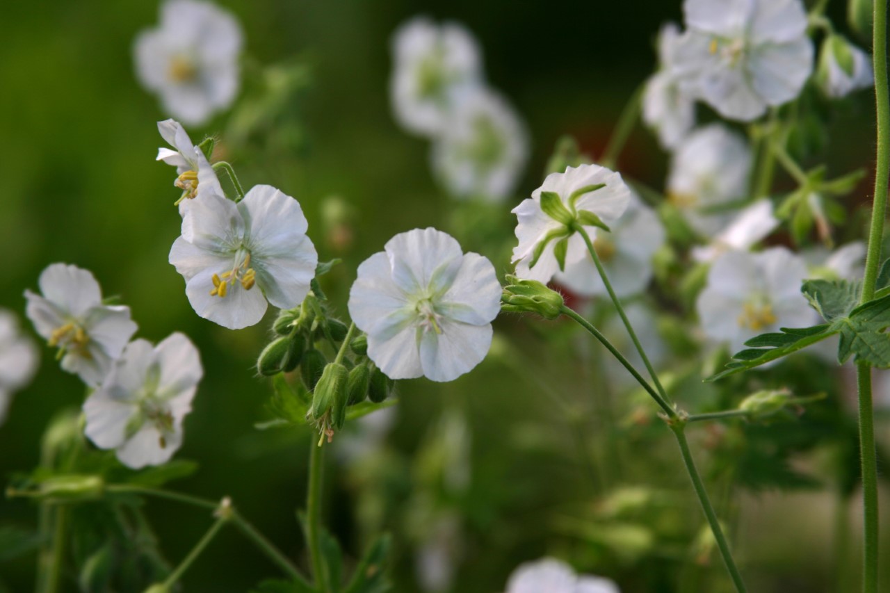 geranium-phaeum-album