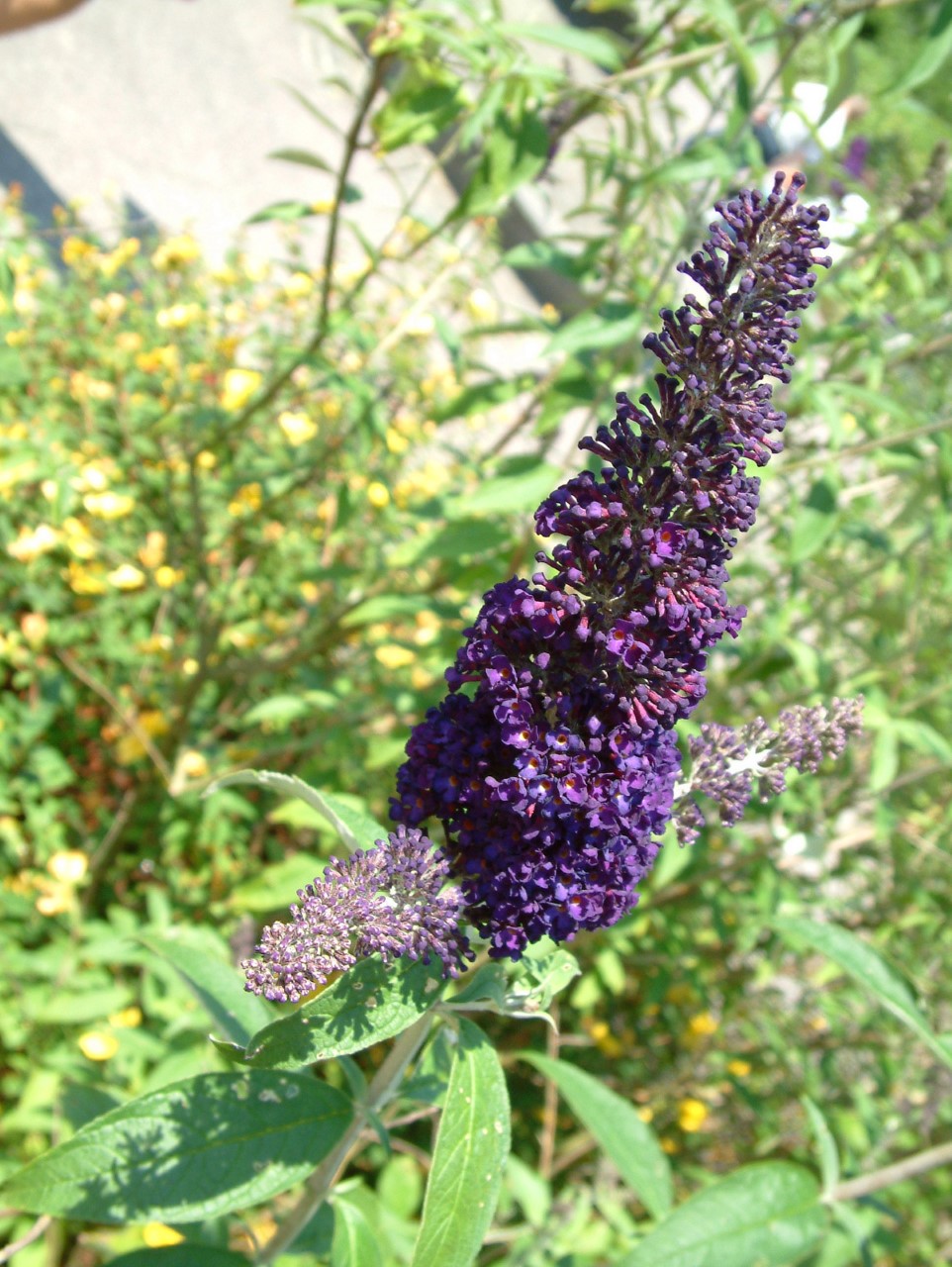 buddleja-davidii-black-knight