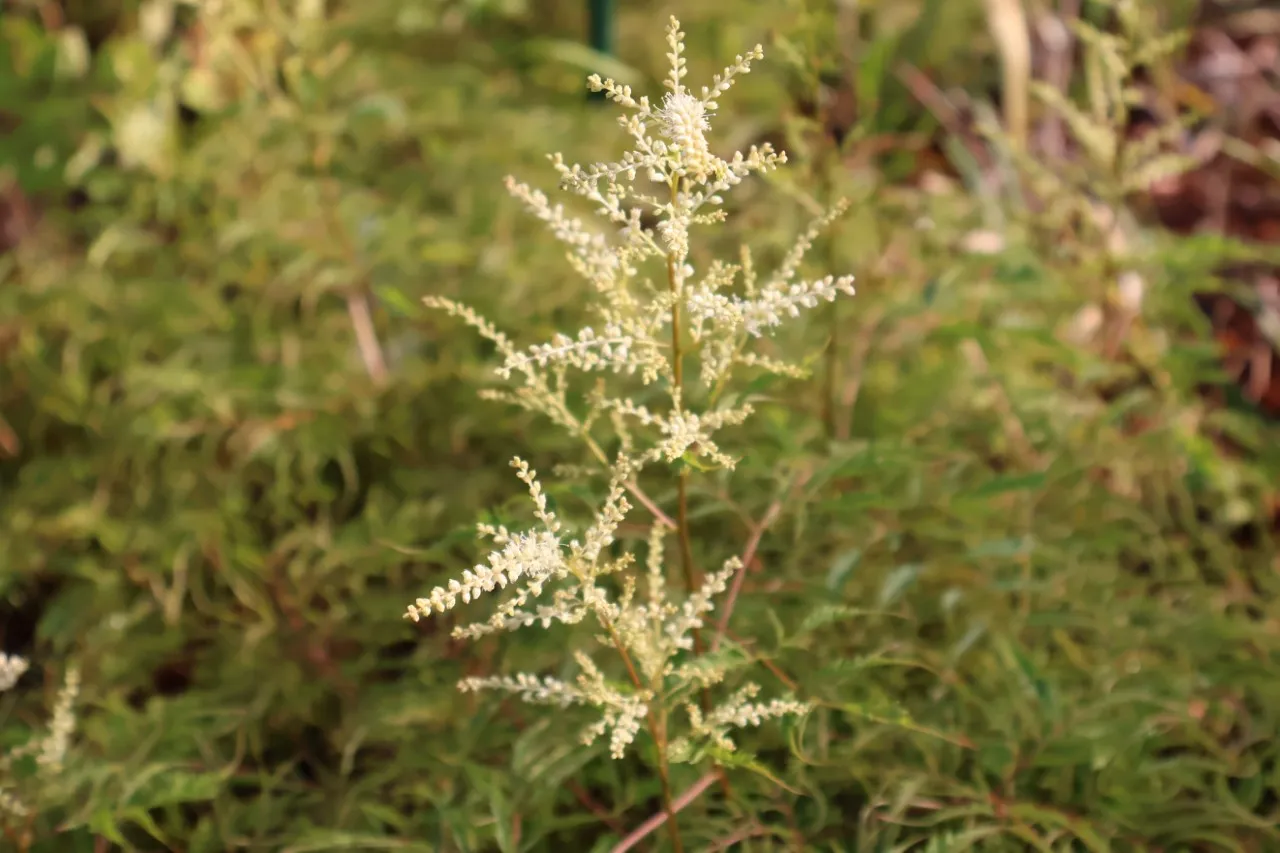 Aruncus dioicus 'Kneiffii' : P9