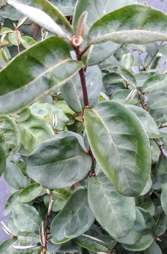 Elaeagnus multiflora 'Uroz Hayraya Varilova'