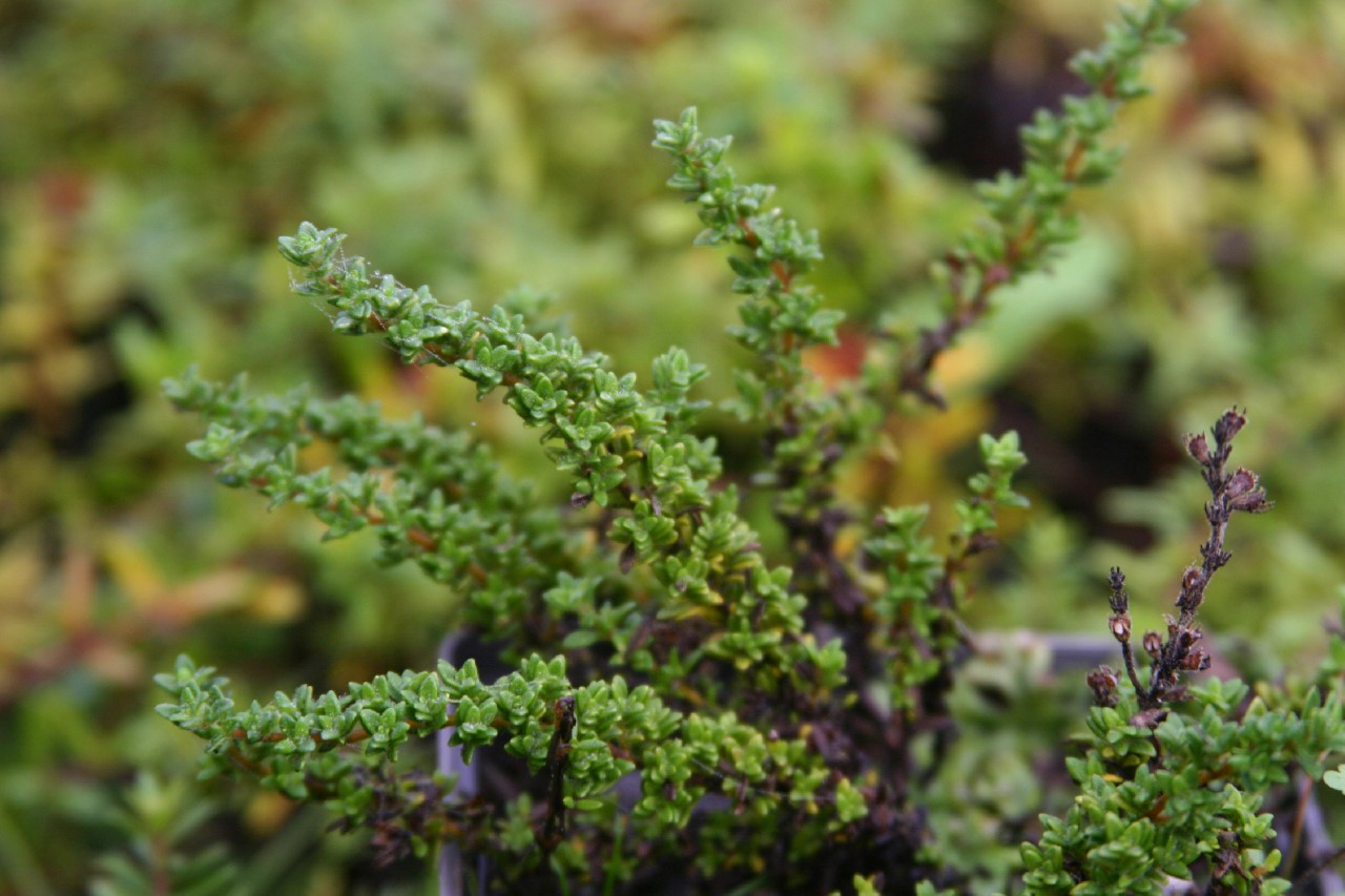 thymus-vulgaris-pinewood
