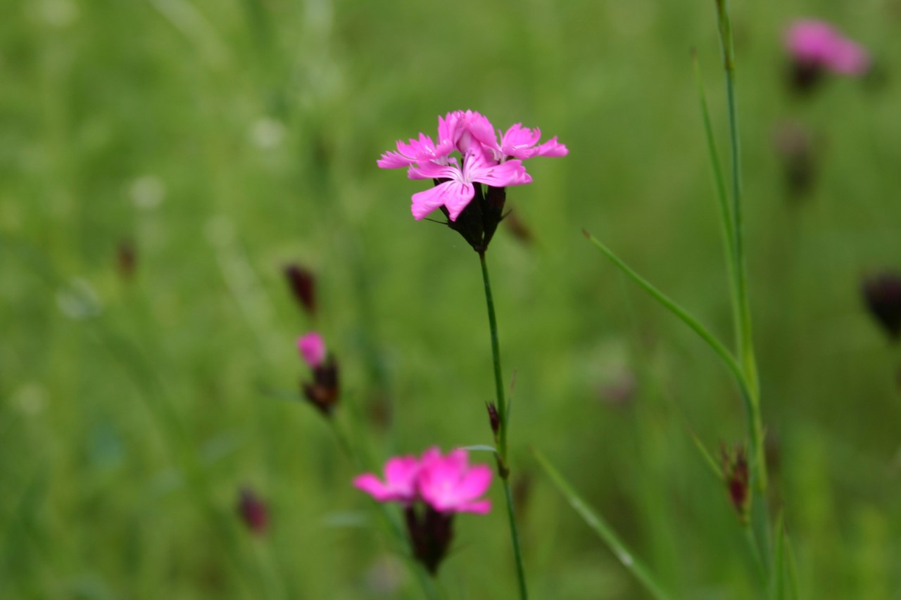 dianthus-carthusianorum
