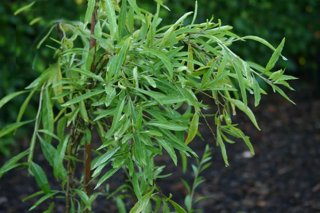 Lycium barbarum 'Little Goji'