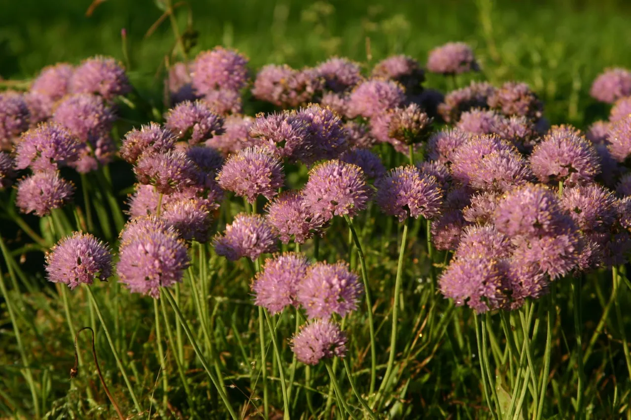 Allium senescens 'Glaucum'