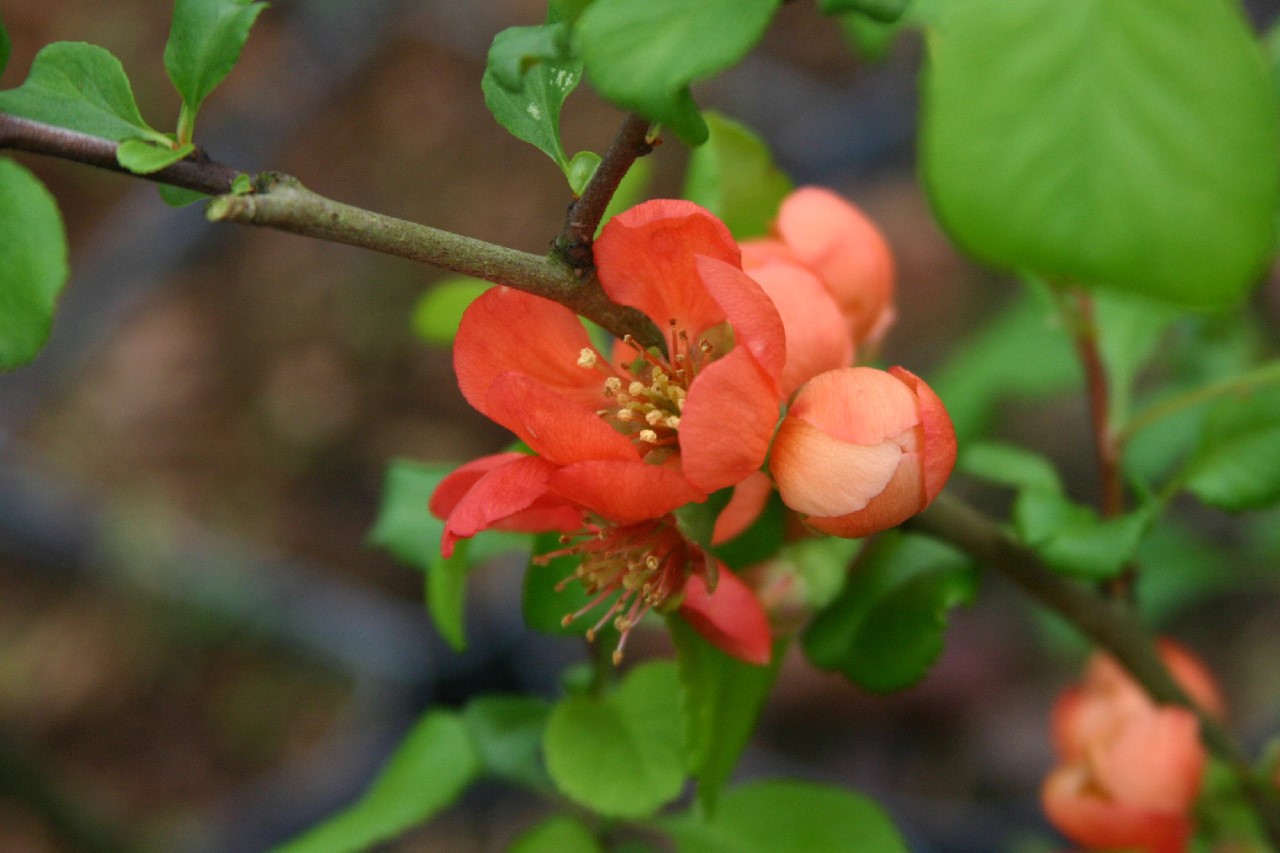 Chaenomeles x superba 'Nina'