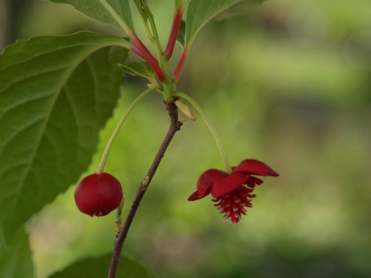 schisandra-rubriflora