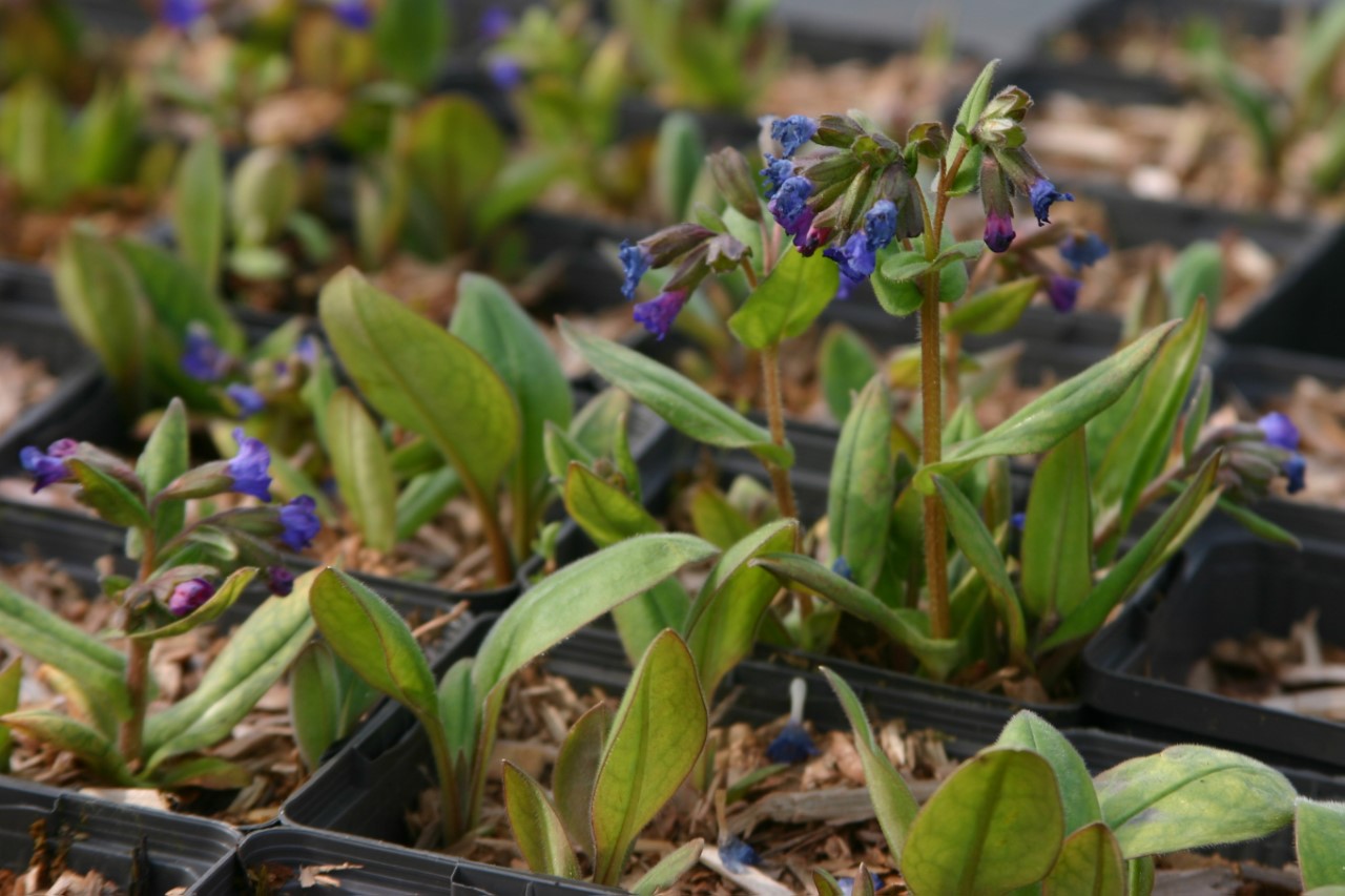 pulmonaria-angustifolia-azurea