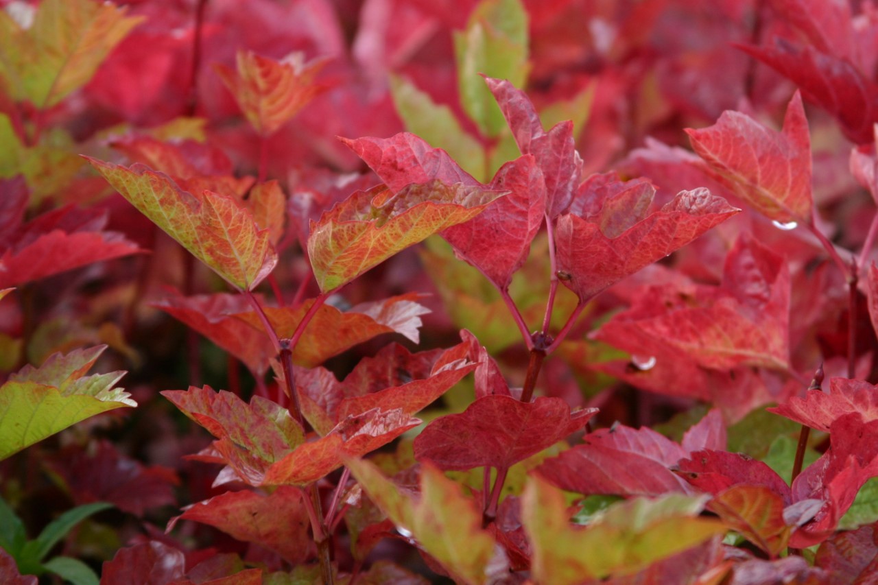 Viburnum trilobum : C2 : 15-30