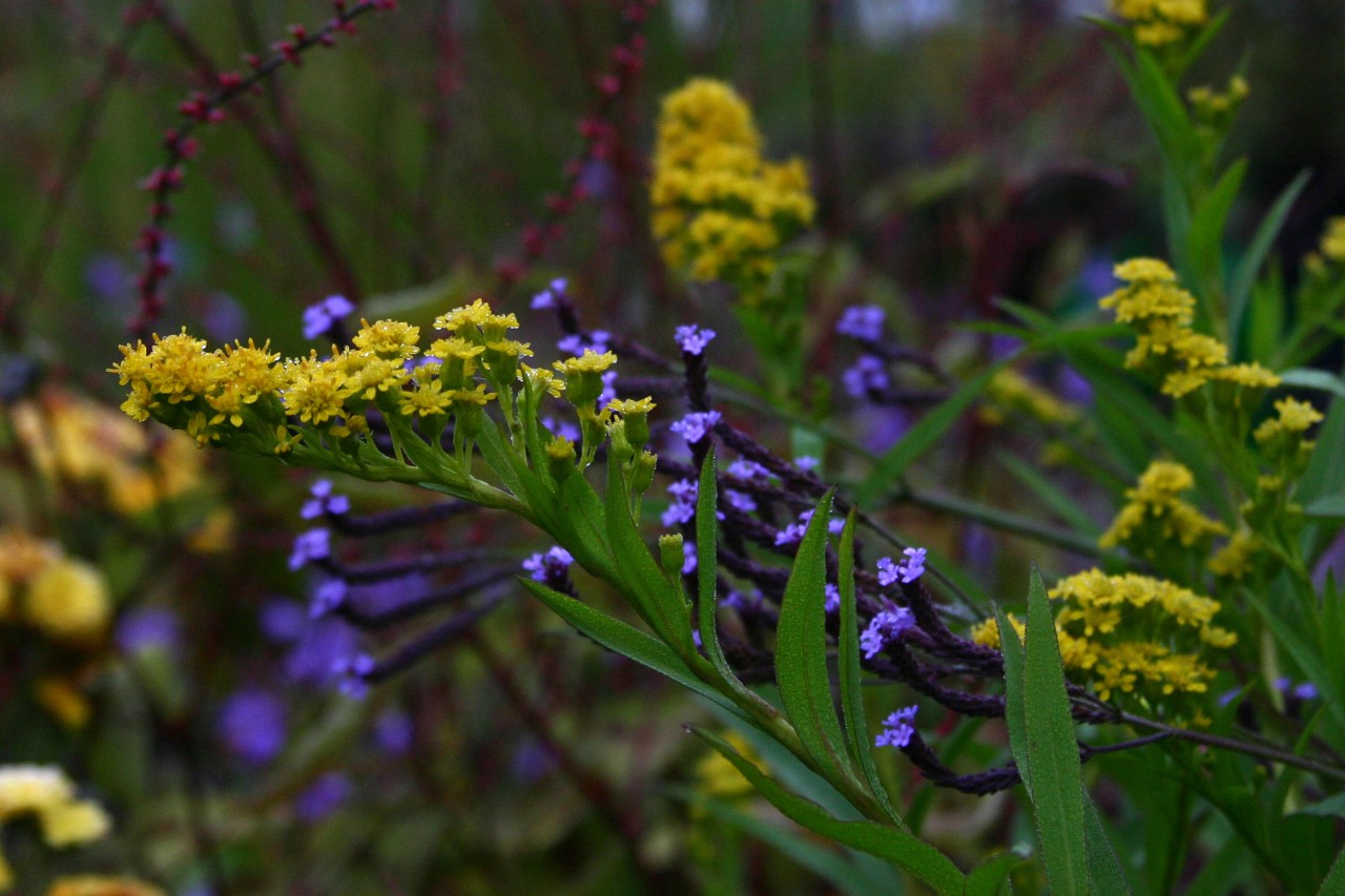 solidago-semp-goldene-wellen