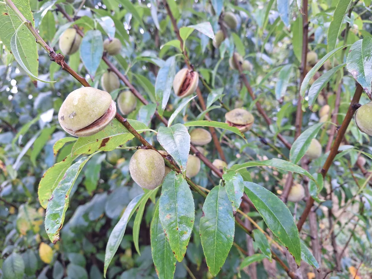 Prunus dulcis 'Robijn' : W : 150-200 : onderstam Prunus domestica 'St Julien'