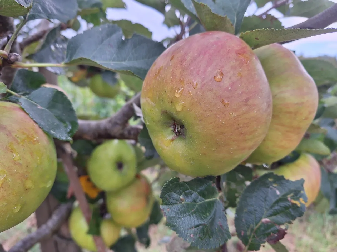 Malus domestica 'Bramley's Seedling' : C7.5 : 150-200 : onderstam Malus domestica 'MM 106'