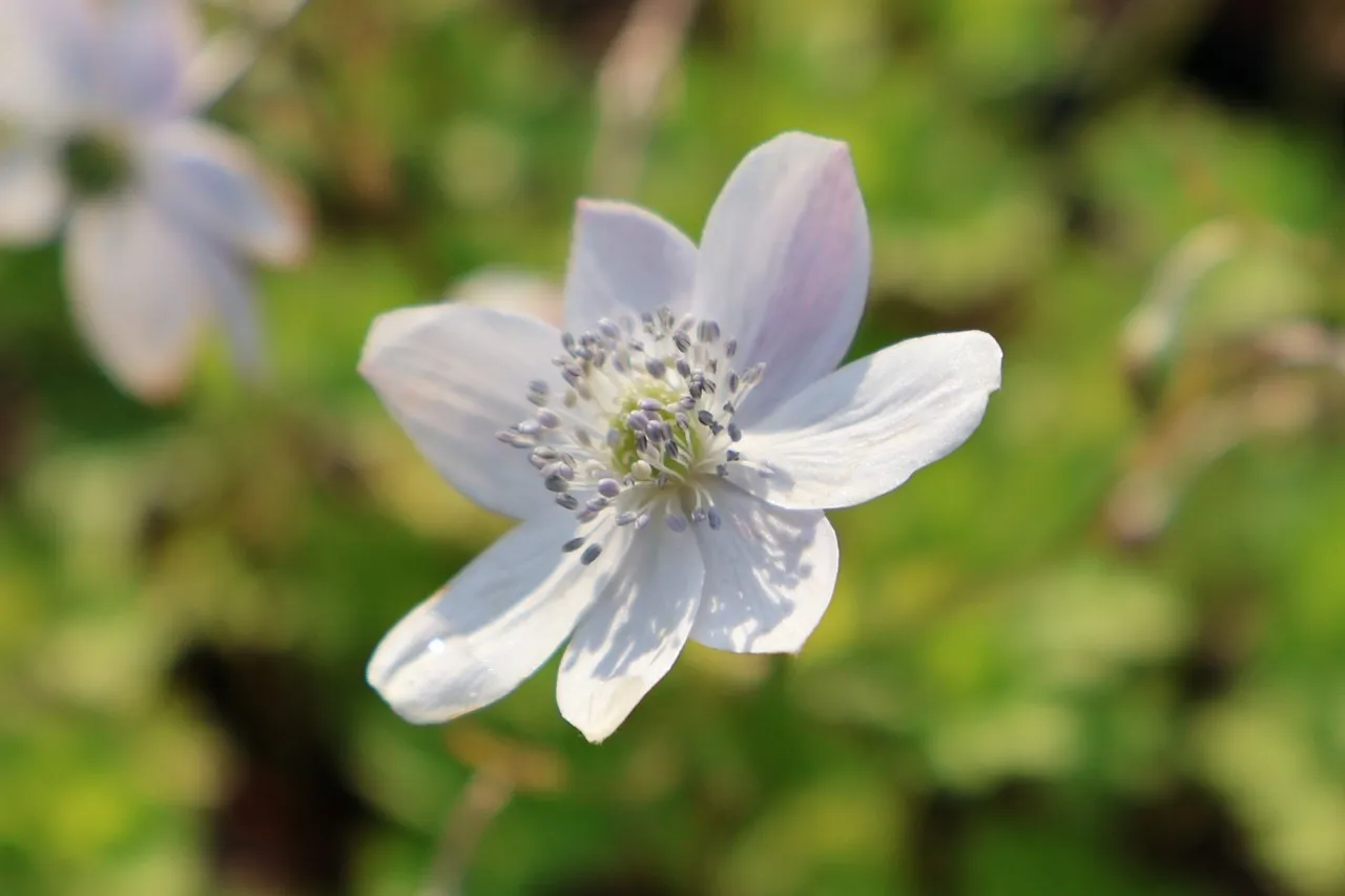 Anemone leveillei : P9
