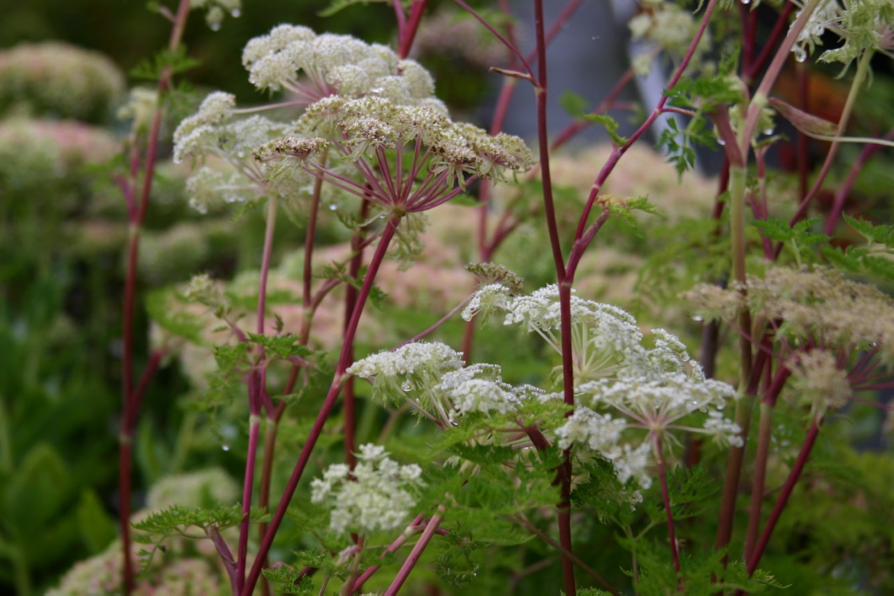 Selinum wallichianum : P9
