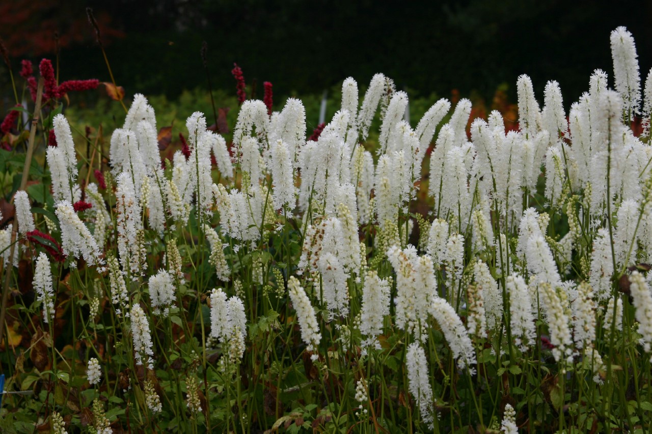 Actaea simplex 'White Pearl' actaea-simplex-white-pearl