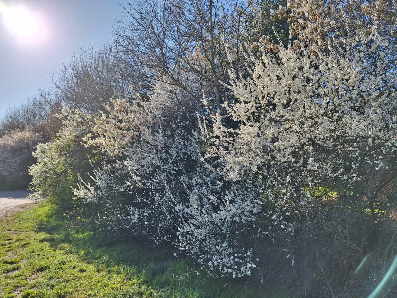Prunus spinosa   autochtoon : W : 60-100