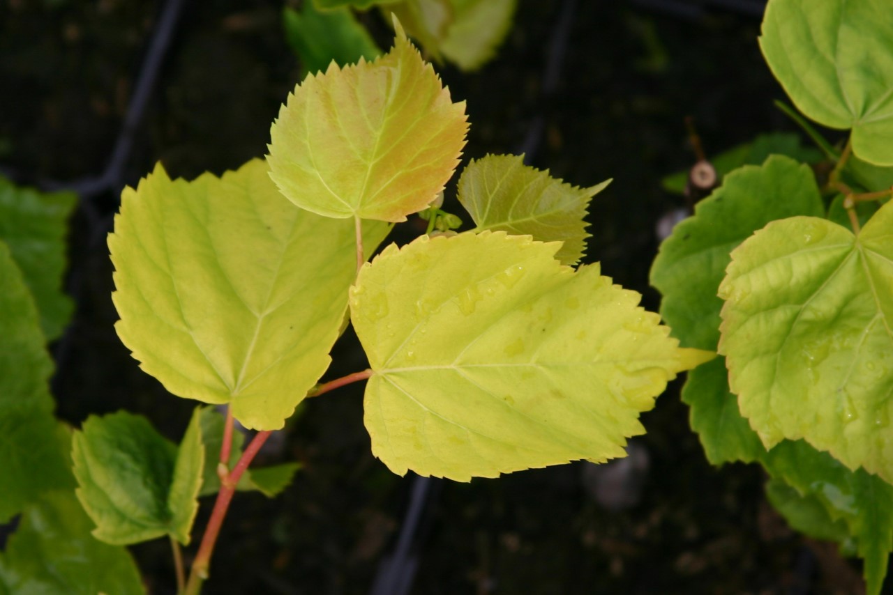 tilia-cordata-villae-aurea