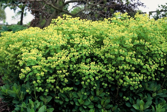 euphorbia-amygdaloides-robbiae