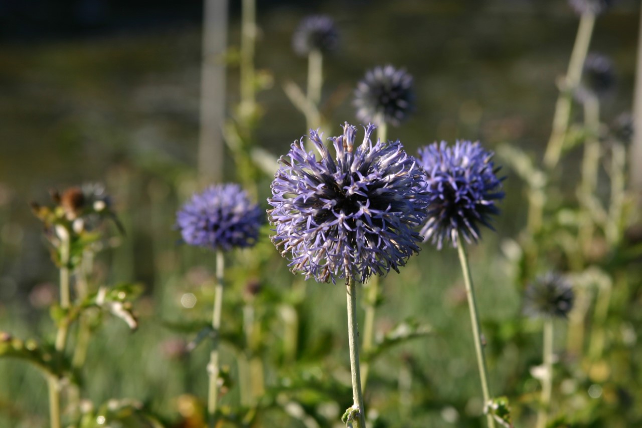 echinops-bannaticus-taplow-blue