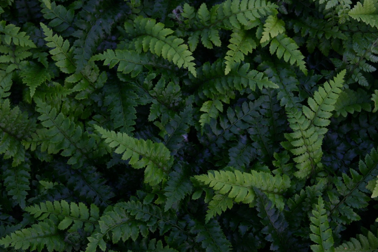 polystichum-polyblepharum