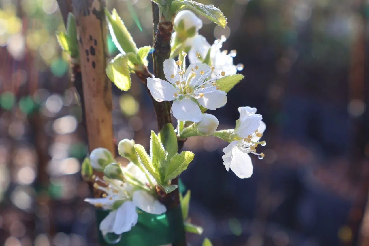 Prunus domestica 'Mirabelle de Nancy'