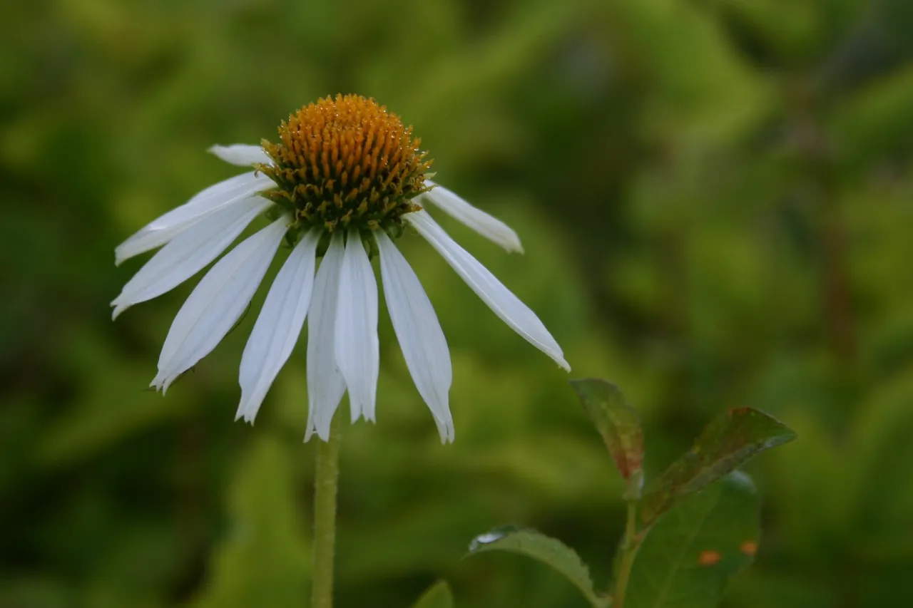 Echinacea purpurea 'Alba' : P9