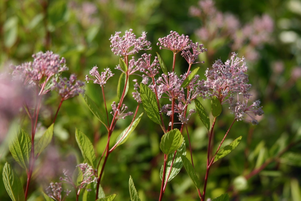Ceanothus pallidus 'Marie Simon' : C2 : 30-60