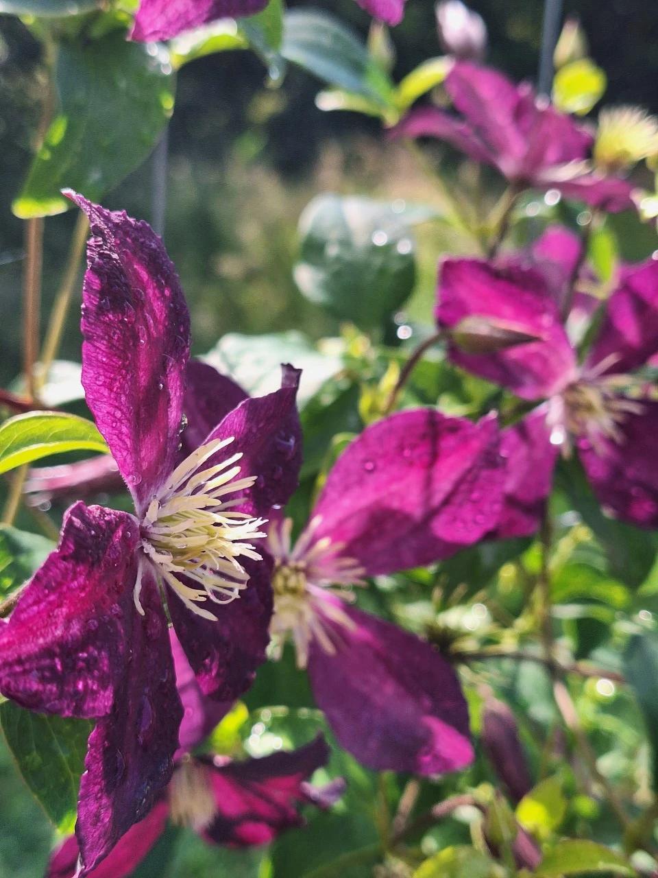 Clematis 'Mikelite' Biologisch : C2RP