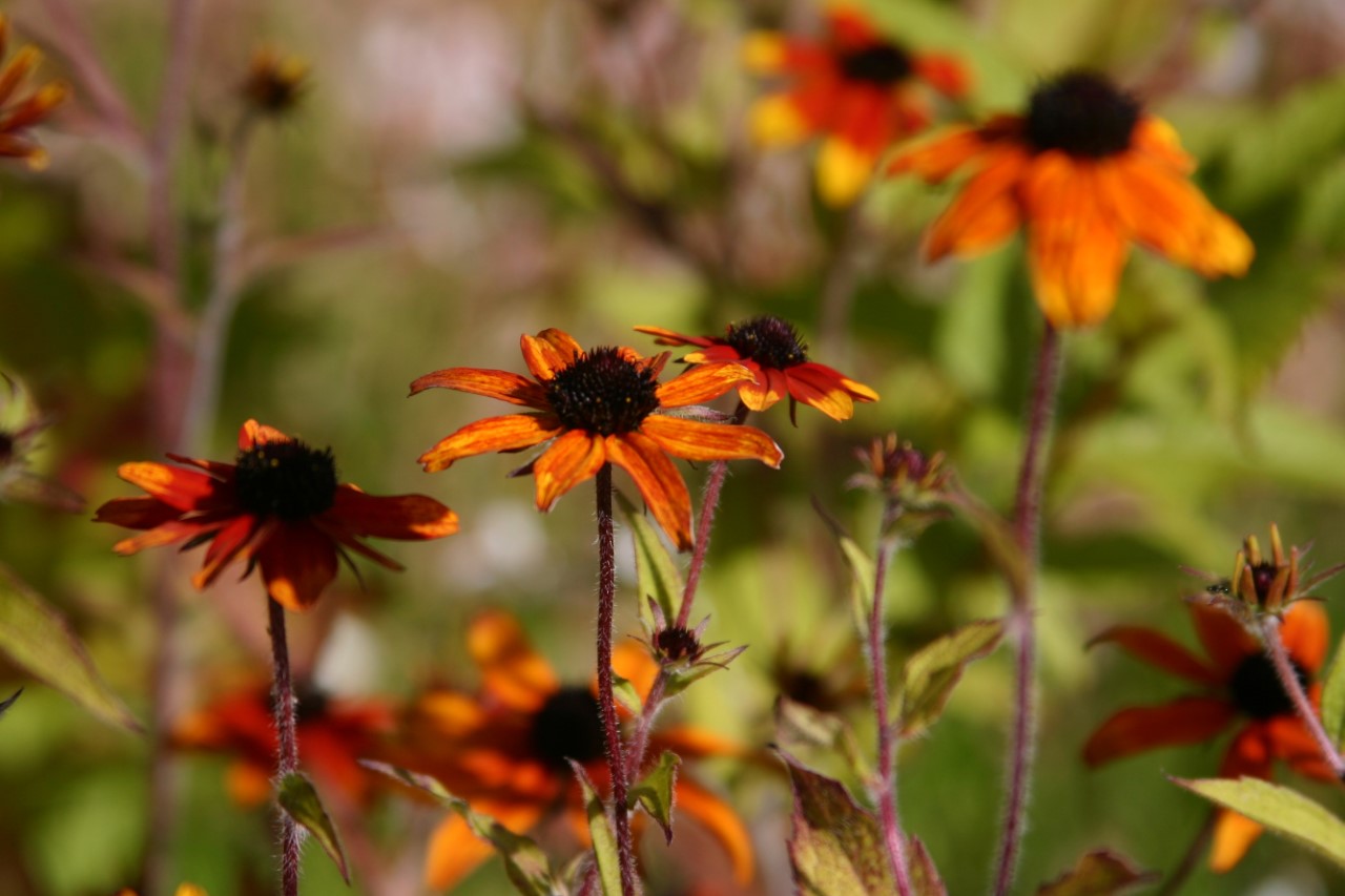 rudbeckia-triloba-prairy-glow