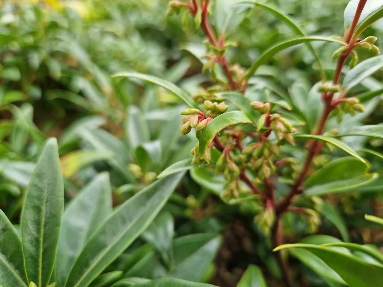 Sarcococca hookeriana 'Purple Gem' : C2 : 15-30
