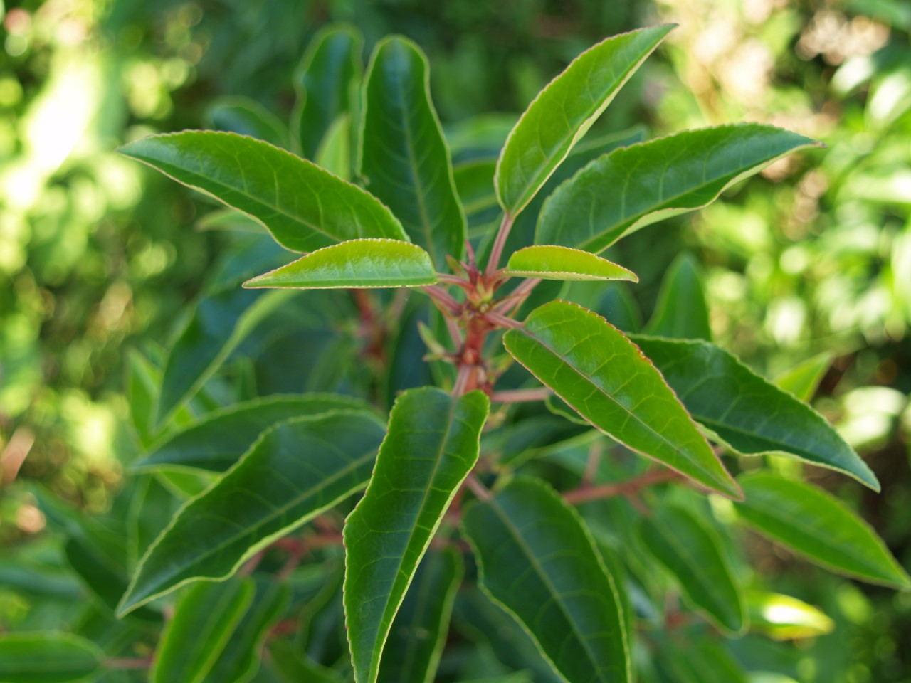 prunus-lusitanica-angustifolia
