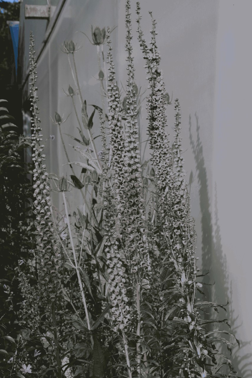 Digitalis ferruginea 'Gelber Herold' : P9