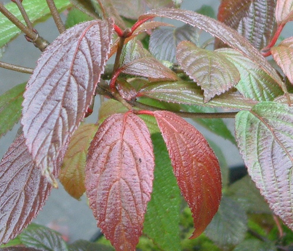 viburnum-plicatum-cascade
