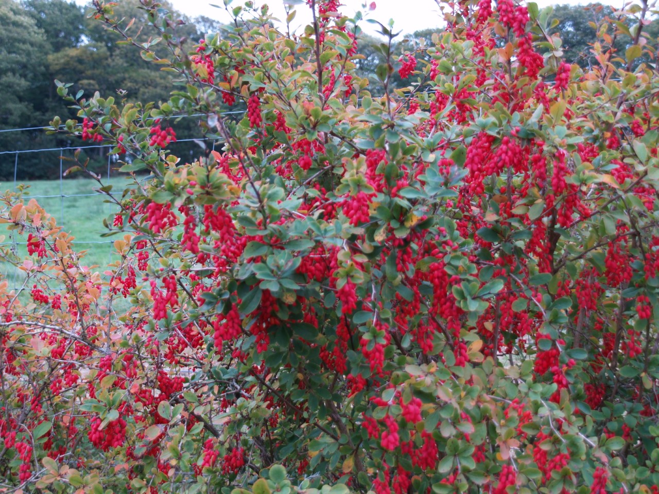 Berberis 'Georgei' : P11 : 15-30