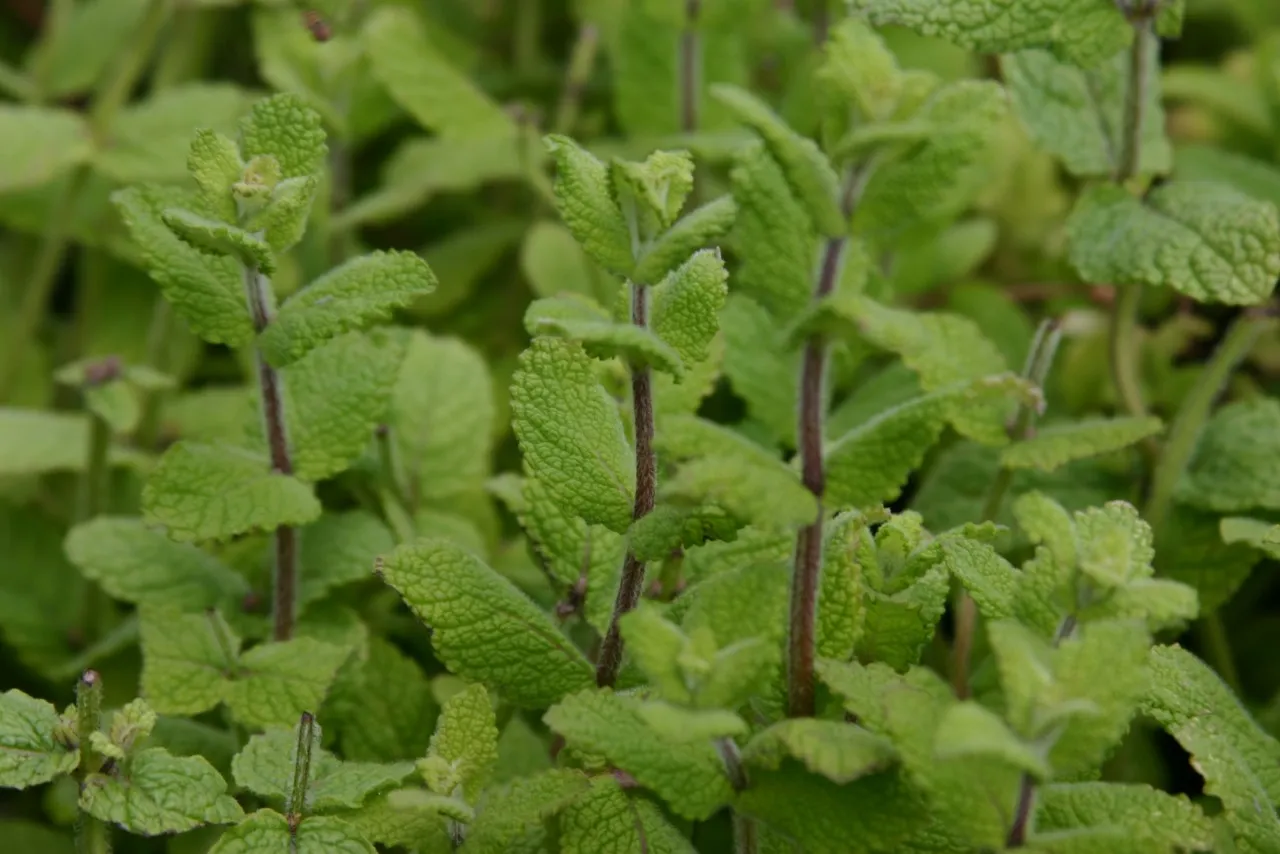 Mentha suaveolens 'Bowles Apfelminze' : P9