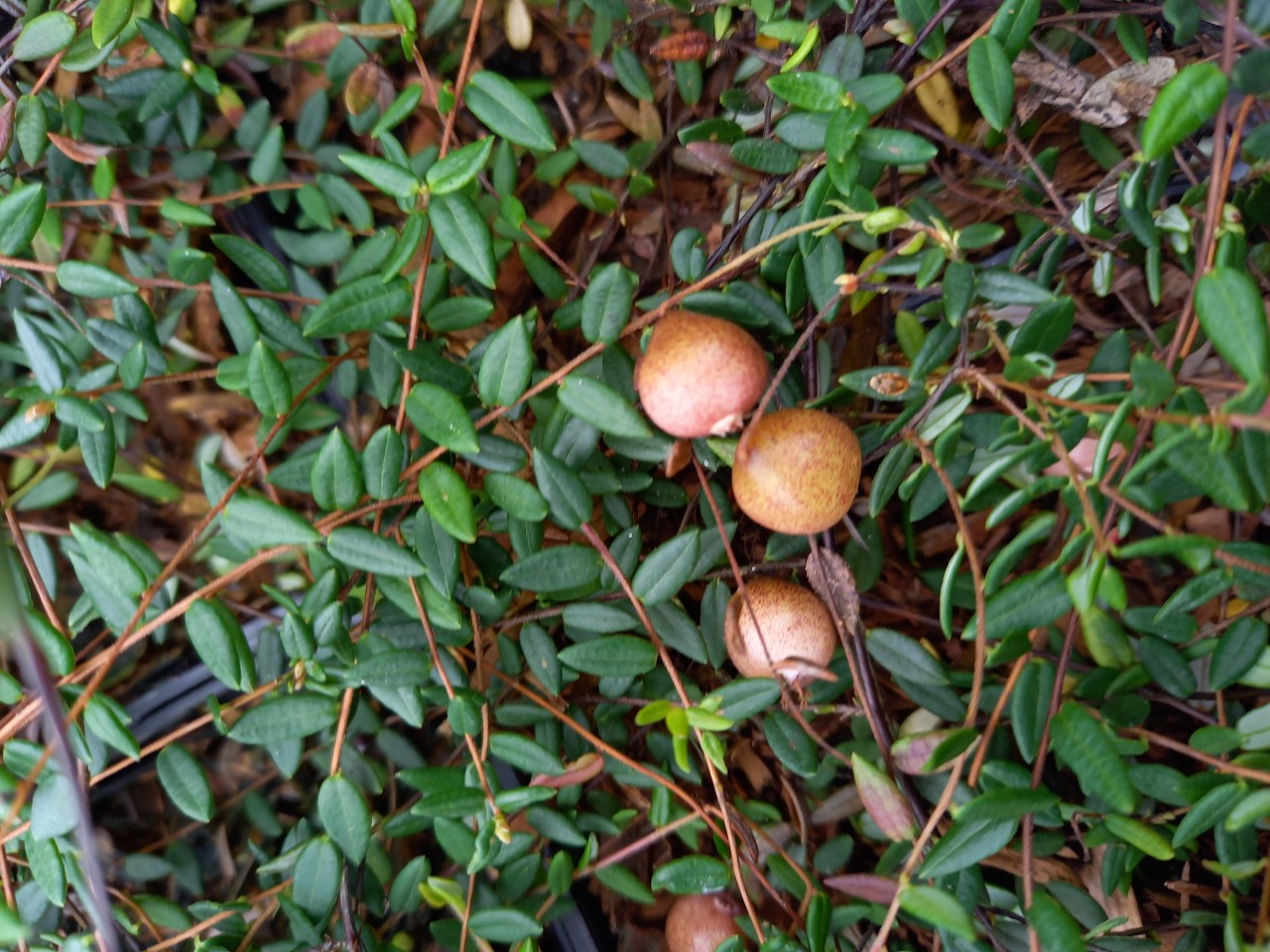 vaccinium-oxycoccus